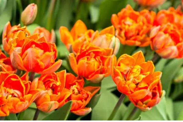 橘色郁金香的花语，寓意阳光美好、压抑的爱等