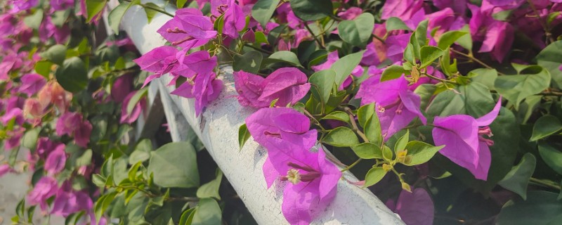 让三角梅开花爆满的养殖方式,首先需对其进行修剪