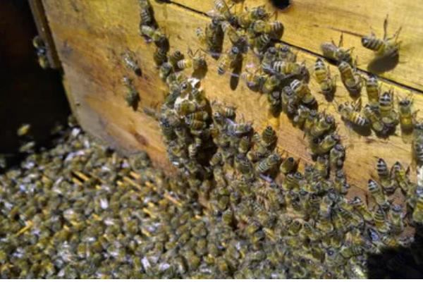 蜂箱的适宜颜色，黄色、白色、蓝色都很合适