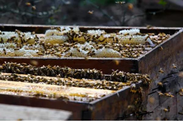 蜂箱的适宜颜色，黄色、白色、蓝色都很合适