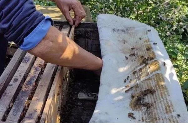 蜂箱的适宜颜色，黄色、白色、蓝色都很合适