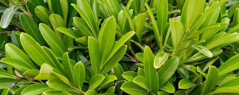 雀舌黄杨叶子发黄枝干枯的原因，可能是水分不足所致