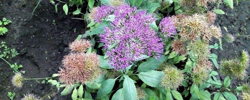 夕雾怎么种植，生长期每个月追肥一次