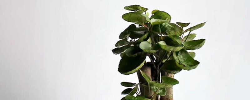 金钱兜的修剪方法，幼苗期剪除顶部的嫩芽