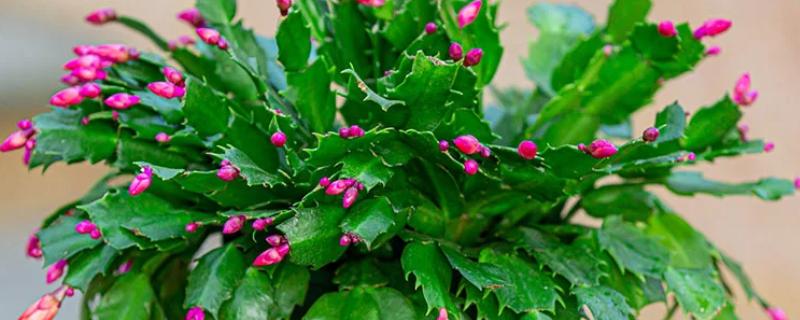 蟹爪兰的养殖温度多少合适，在15-25℃