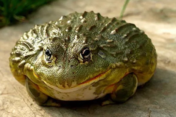 非洲牛蛙一个月可以长多大,30天左右可长至10.5cm左右