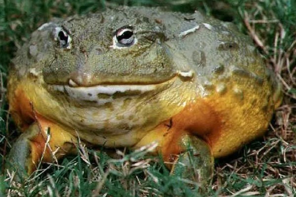 非洲牛蛙一个月可以长多大,30天左右可长至10.5cm左右