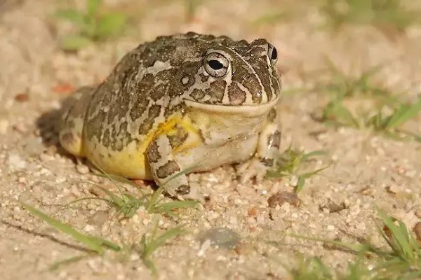 非洲牛蛙一个月可以长多大,30天左右可长至10.5cm左右