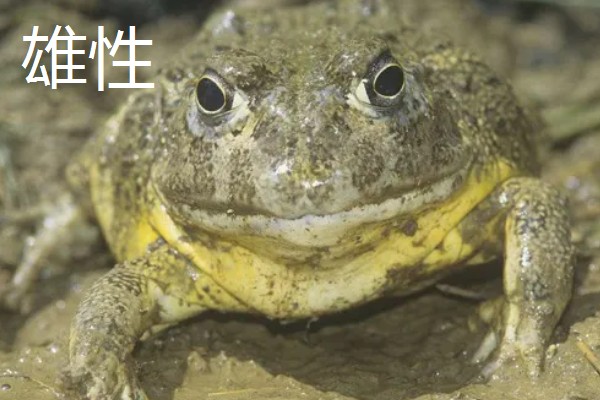 非洲牛蛙一个月可以长多大,30天左右可长至10.5cm左右