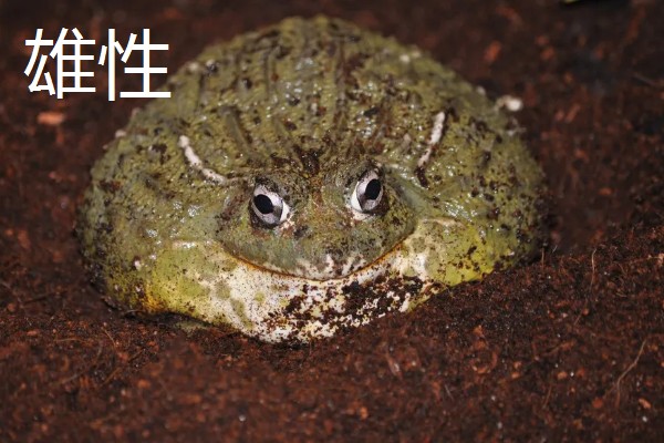 非洲牛蛙一个月可以长多大,30天左右可长至10.5cm左右