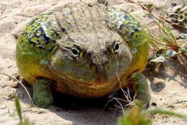 非洲牛蛙一个月可以长多大,30天左右可长至10.5cm左右