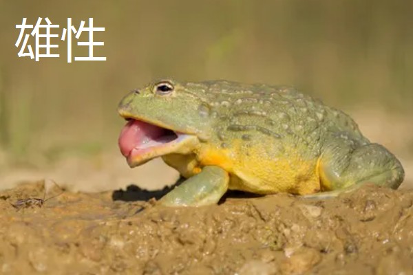 非洲牛蛙一个月可以长多大,30天左右可长至10.5cm左右