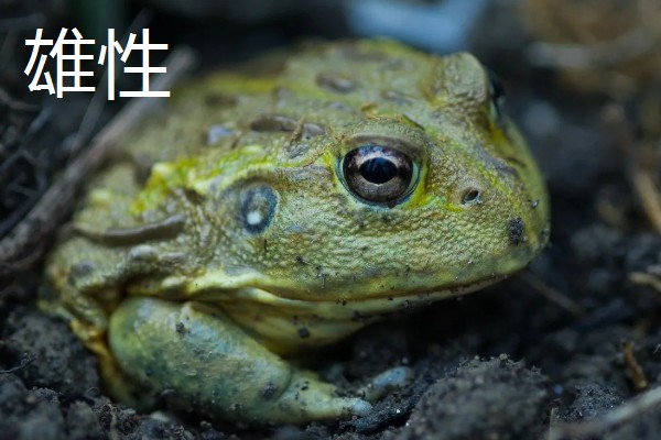 非洲牛蛙一个月可以长多大,30天左右可长至10.5cm左右