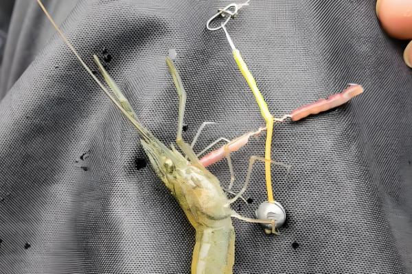 钓鳟鱼用什么鱼饵,推荐真饵或拟饵