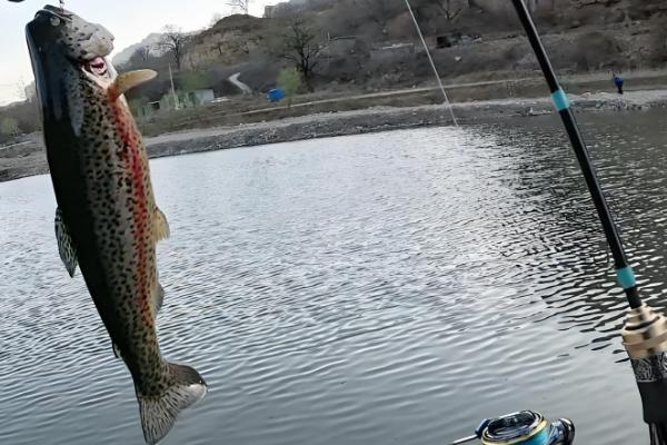 钓鳟鱼用什么鱼饵,推荐真饵或拟饵