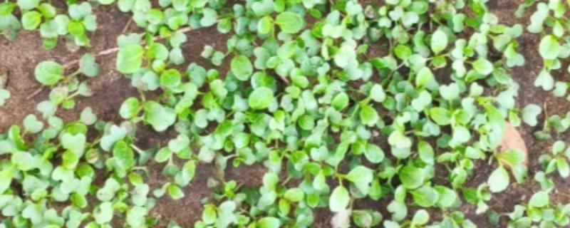 油菜苗床期的管理方法，次间苗时间应在齐苗期进行