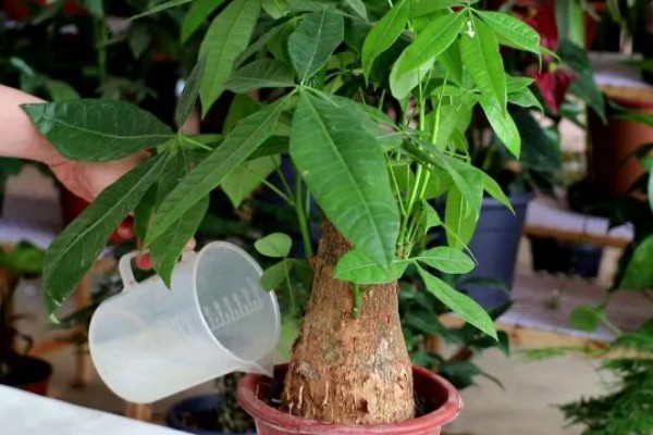 怎样栽培发财树，要将植株放置在光线明亮养护