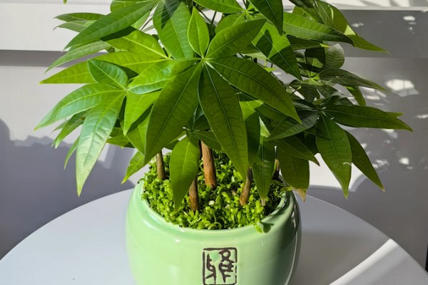 怎样栽培发财树，要将植株放置在光线明亮养护