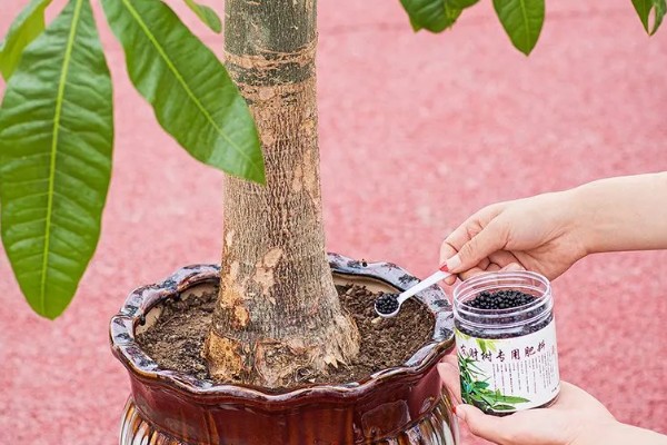 怎样栽培发财树，要将植株放置在光线明亮养护