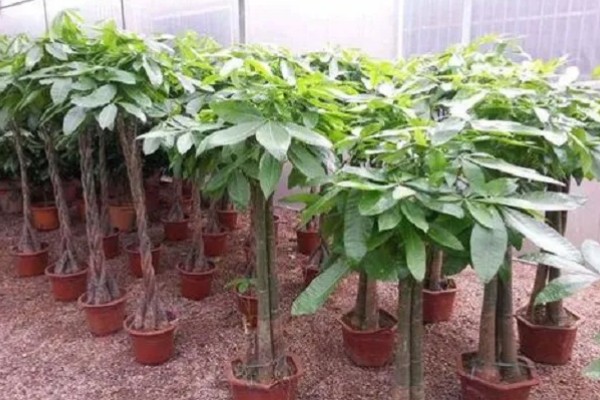 怎样栽培发财树，要将植株放置在光线明亮养护