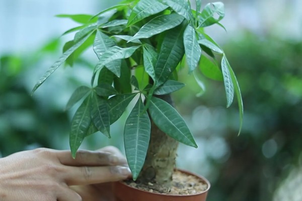 怎样栽培发财树，要将植株放置在光线明亮养护