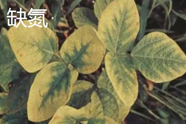 作物缺肥有什么症状，缺钾时下部叶片会发黄