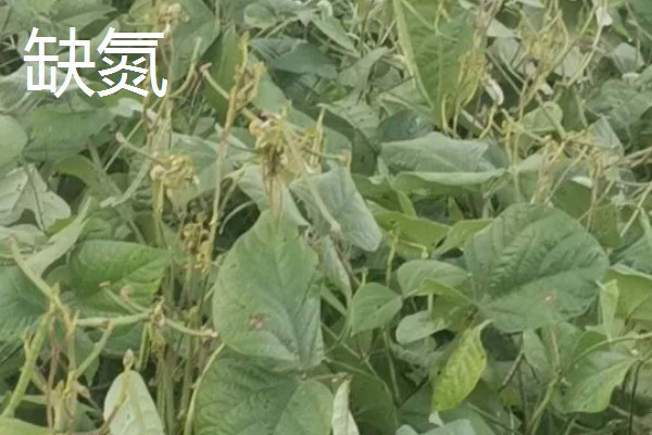 作物缺肥有什么症状，缺钾时下部叶片会发黄