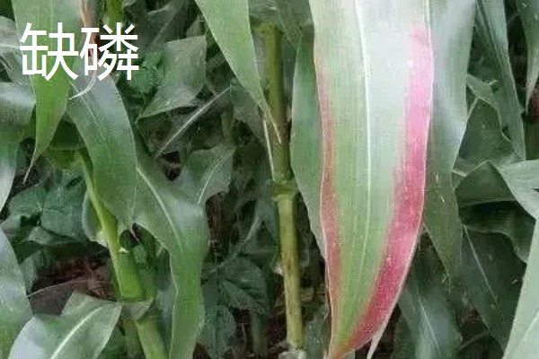 作物缺肥有什么症状，缺钾时下部叶片会发黄