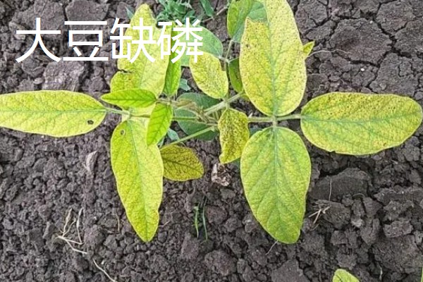 作物缺肥有什么症状，缺钾时下部叶片会发黄