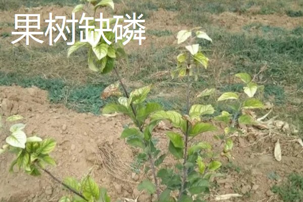 作物缺肥有什么症状，缺钾时下部叶片会发黄