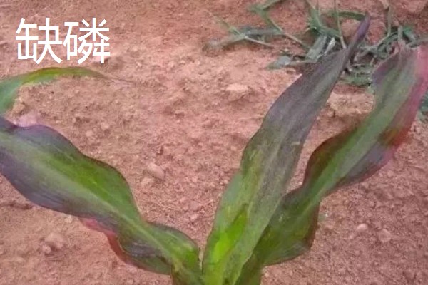 作物缺肥有什么症状，缺钾时下部叶片会发黄