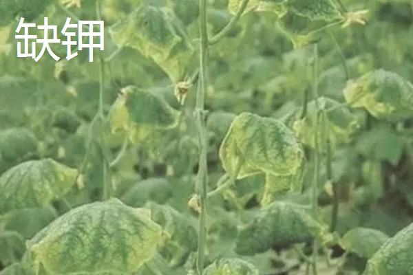 作物缺肥有什么症状，缺钾时下部叶片会发黄