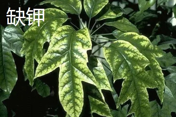 作物缺肥有什么症状，缺钾时下部叶片会发黄
