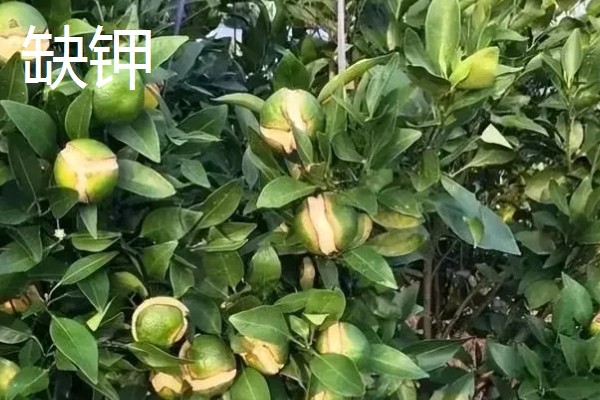 作物缺肥有什么症状，缺钾时下部叶片会发黄