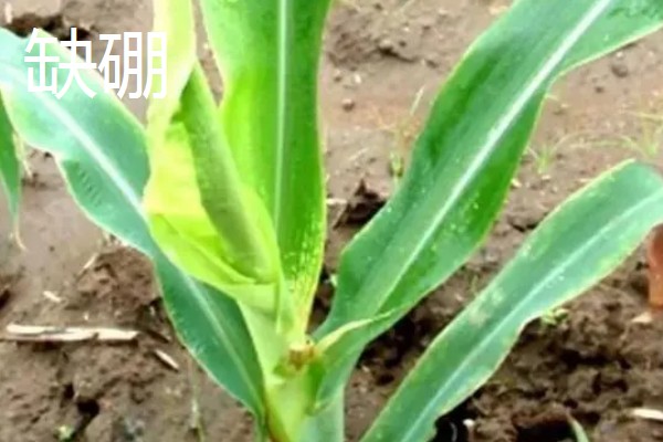 作物缺肥有什么症状，缺钾时下部叶片会发黄