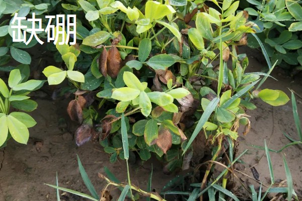 作物缺肥有什么症状，缺钾时下部叶片会发黄