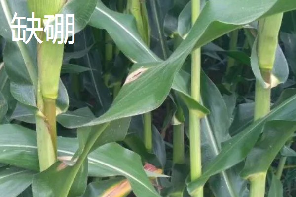 作物缺肥有什么症状，缺钾时下部叶片会发黄