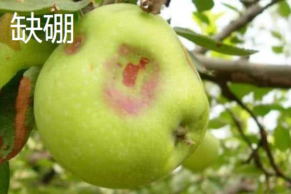 作物缺肥有什么症状，缺钾时下部叶片会发黄