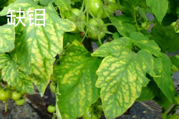 作物缺肥有什么症状，缺钾时下部叶片会发黄