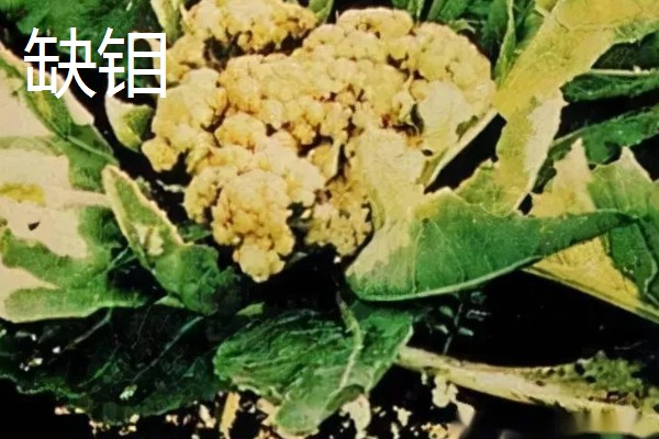 作物缺肥有什么症状，缺钾时下部叶片会发黄