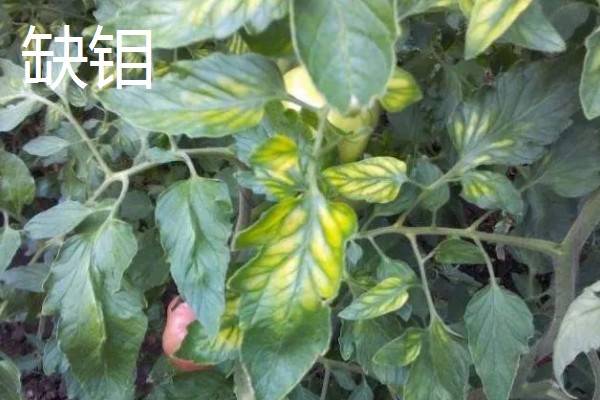 作物缺肥有什么症状，缺钾时下部叶片会发黄