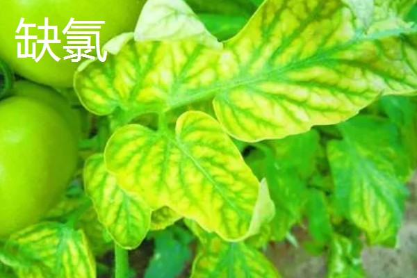 作物缺肥有什么症状，缺钾时下部叶片会发黄