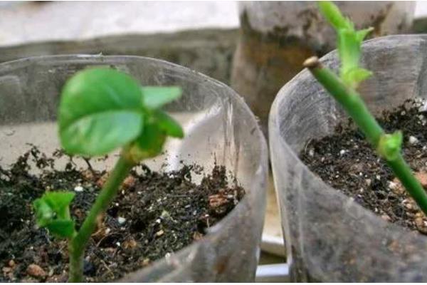 马缨丹的扦插方法,枝条经过消毒后再插入土壤中