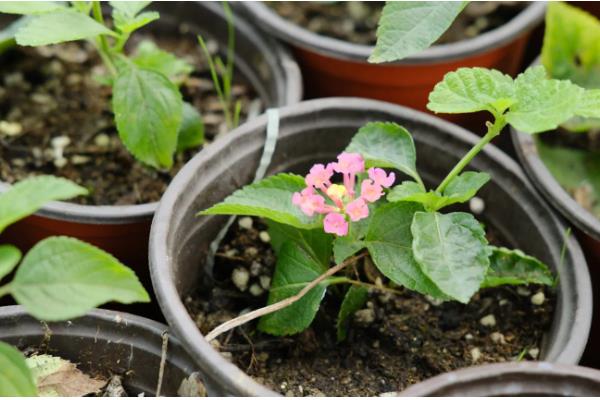 马缨丹的扦插方法,枝条经过消毒后再插入土壤中