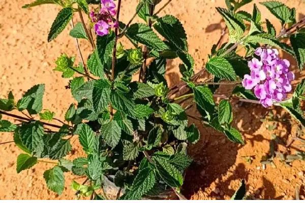 马缨丹的扦插方法,枝条经过消毒后再插入土壤中