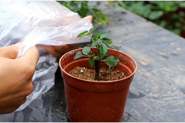 马缨丹的扦插方法,枝条经过消毒后再插入土壤中