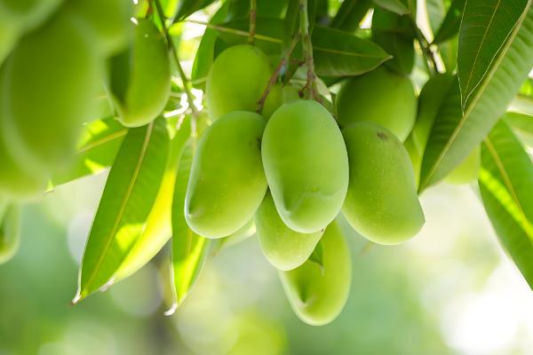 提高芒果产量的方法，关键是要选对品种