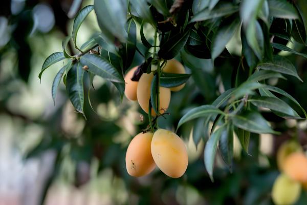 提高芒果产量的方法，关键是要选对品种