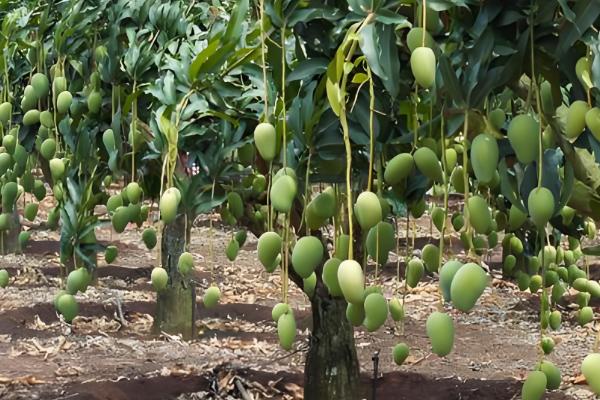 提高芒果产量的方法，关键是要选对品种