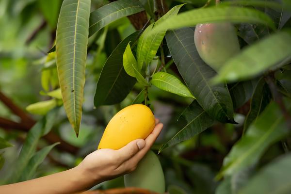 提高芒果产量的方法，关键是要选对品种